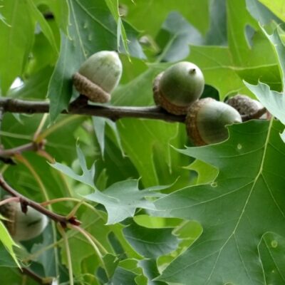 Sarkanā ozola zaru vītne, abpusēja, pieejama vasarā, 1 m