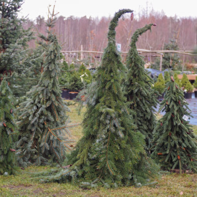 Stilizēta eglīte no baltegles zariem, 80-100 cm