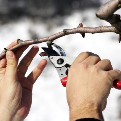 Augļu koka izgriešana