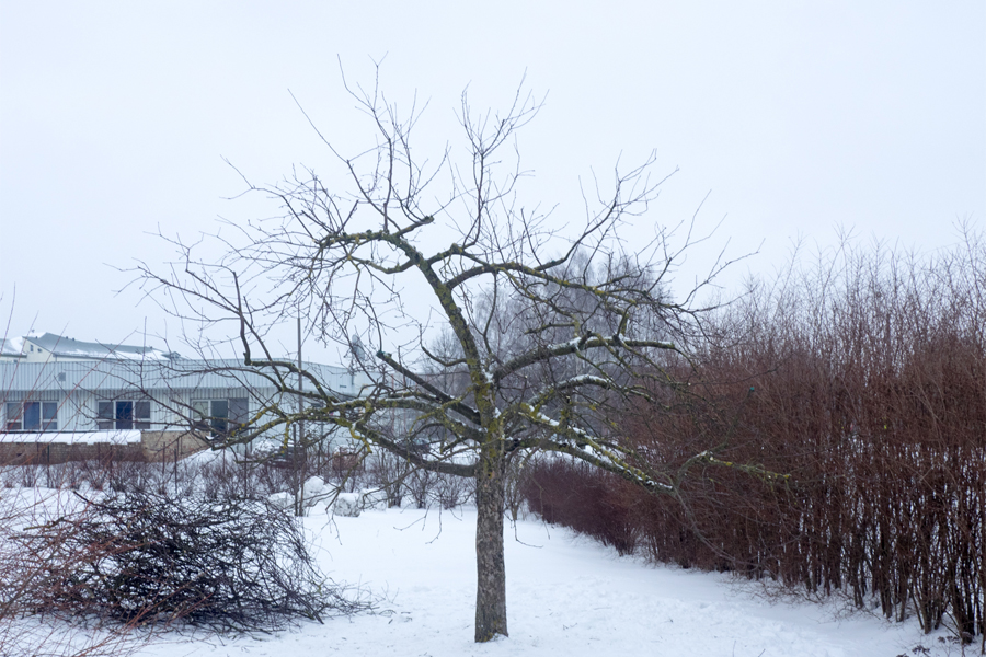 Augļu koka vainaga veidošana