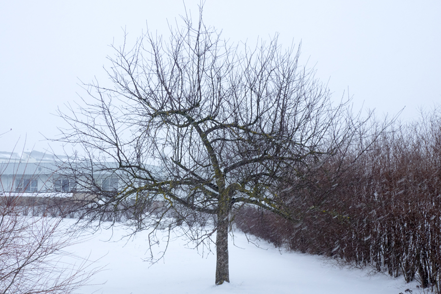 Augļu koks pirms izgriešanas