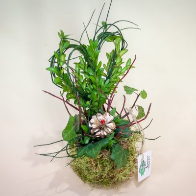 Dzīvo augu kompozīcija oazē