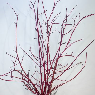 Sarkani grimoņa zari