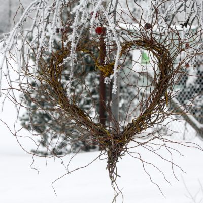 Sirds formas dekors, 'Tortuosa' vītols