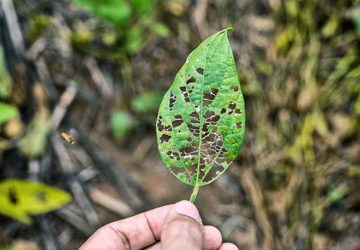 Kaiteklu_slimibu_ierobezosana_360x250 Kautēkļu un slimību ierobežošana