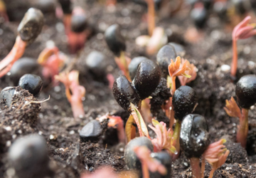 stadu_audzesana_360x250 Stādu audzēšana