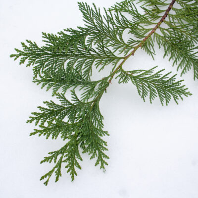 Februāra piedāvājums Floristiem!