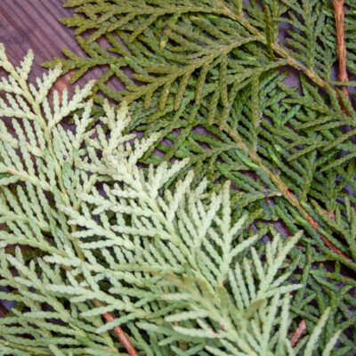 Tūjas zari, 40-50 cm