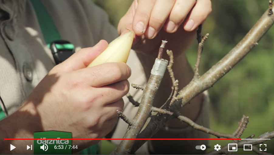 Augļu koku potēšana