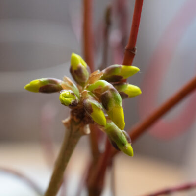 Forsītijas zari, ziedu plaucēšanai, 50-70cm