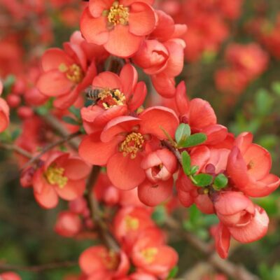 Chaenomeles japonica (Japānas krūmcidonija), konteiners C4