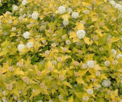 Physocarpus opulifolius 'Luteus' (Irbeņlapu fizokarps), konteiners C10