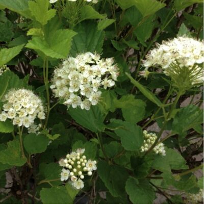 Physocarpus opulifolius 'Nanus' (Irbeņlapu fizokarps), konteiners C4