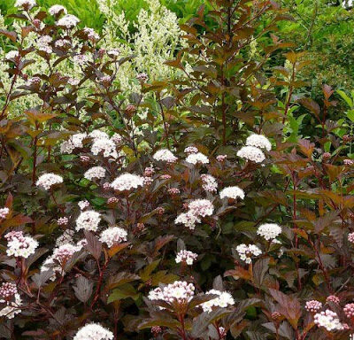Physocarpus opulifolius 'Diable D'or' (Irbeņlapu fizokarps), konteiners C4
