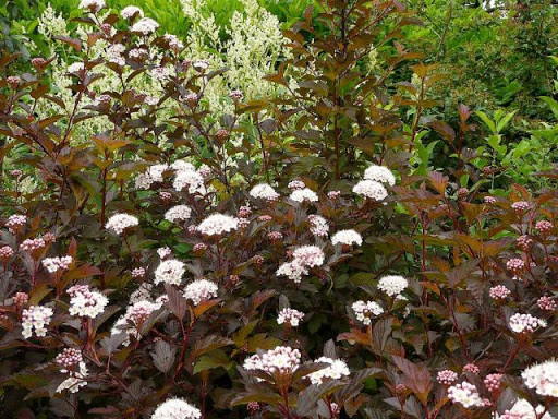 Physocarpus opulifolius 'Diable D'or' (Irbeņlapu fizokarps), 0.60 m, kailsaknis