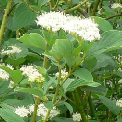 Cornus stolonifera 'Budd's Yellow' (Atvašu grimonis),  konteiners P15