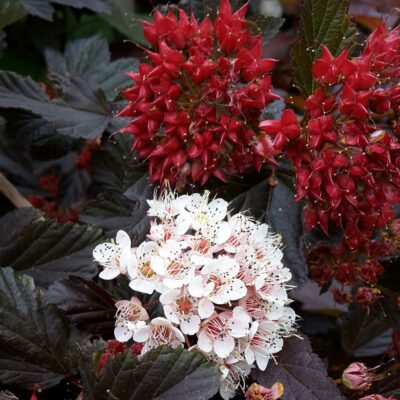 Physocarpus opulifolius 'Red Baron' (Irbeņlapu fizokarps), konteiners C2