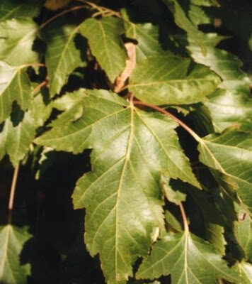 Acer ginnala (Krasta kļava), konteiners C7