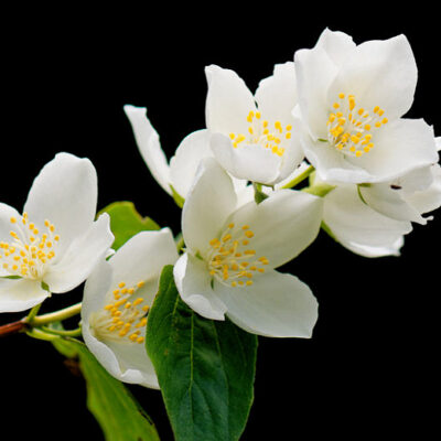 Philadelphus inod.var grandiflora (Lielziedu filadelfs), konteiners C4