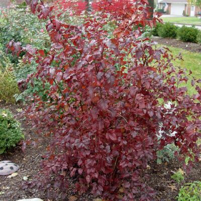 Physocarpus opulifolius 'Summer Wine' (Irbeņlapu fizokarps), konteiners C4