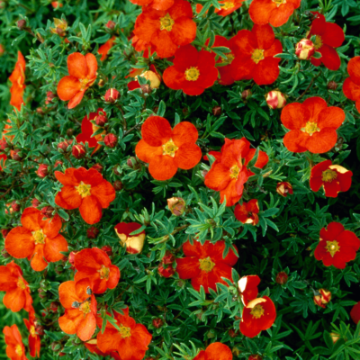 Potentilla fruticosa 'Red Robin' (Parastā klinšrozīte), konteiners C5