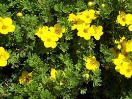 Potentilla fruticosa 'Rheinsberg' (Parastā klinšrozīte), konteiners C4