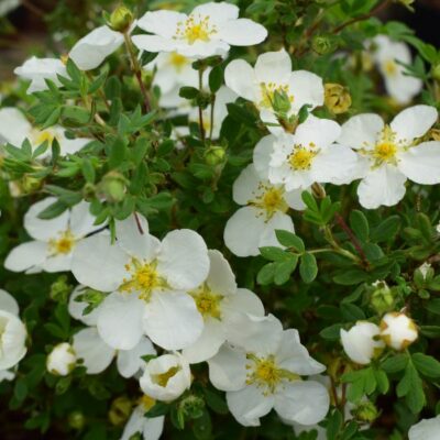 Potentilla fruticosa 'Snowflake' (Parastā klinšrozīte), konteiners C3