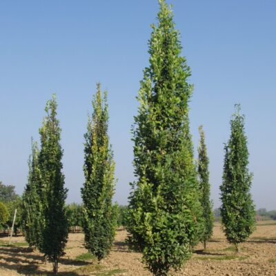 Quercus robur f. fastigiata (Piramidālais ozols), 1.50m, kailsaknis