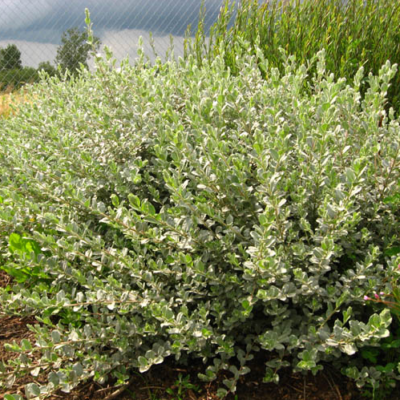 Salix repens 'Nitida' (Ložņu kārkls), konteiners C5
