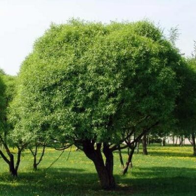 Salix x fragilis 'Bullata' (Trauslais sētas vītols), konteiners C10