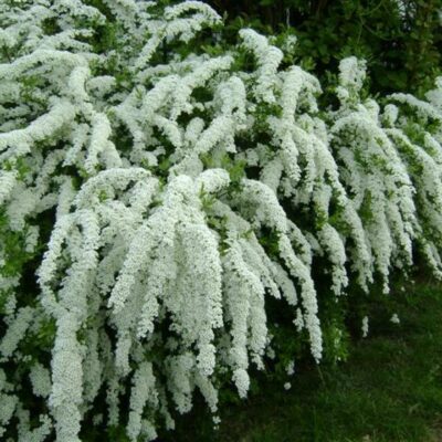 Spiraea cinerea 'Grefsheim' (Pelēkā spireja), konteiners C3