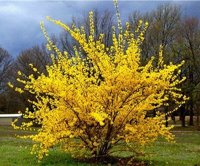 Forsythia intermedia 'Spring Glory' (Vidējā forsītija), konteiners C4