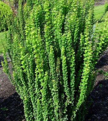 Berberis thunbergii 'Erecta' (Tunberga bārbele), konteiners C2