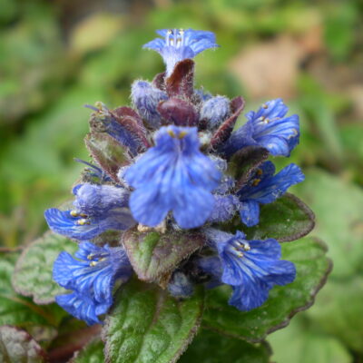 Ajuga reptans 'Atropurpurea' (Ložņu cekuliņš), konteiners P9
