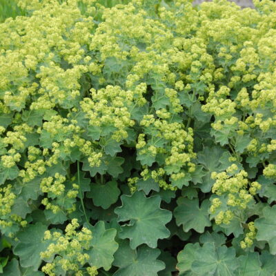 Alchemilla mollis 'Thriller' (Mīkstais rasaskrēsliņš), konteiners P11