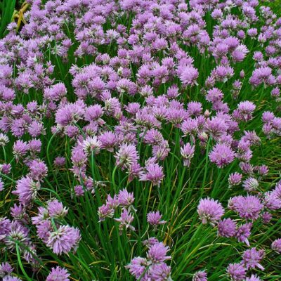 Allium schoenoprasum (Maurloki), konteiners P9