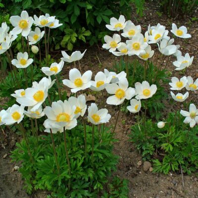 Anemone sylvestris (Daugavas (meža) vizbulis), konteiners P11