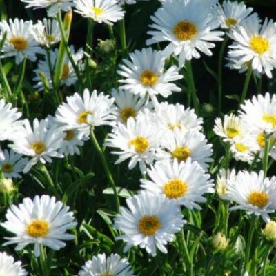 Aster alpinus 'Albus' (Alpu ziemastere), konteiners P11