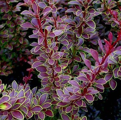 Berberis thunbergii 'Golden Ring' (Tunberga bārbele), konteiners C3