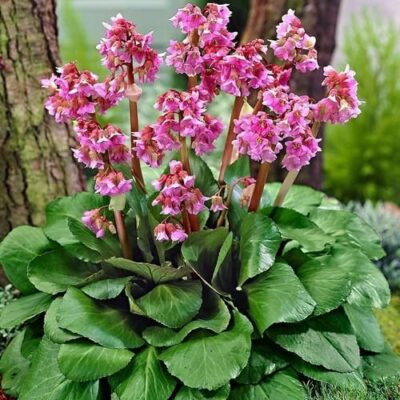 Bergenia cordifolia (Sirdslapu bergēnija), konteiners C2