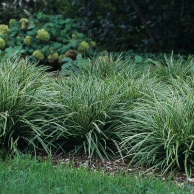 Carex Morrowii 'Ice Dance' (Morova grīslis), konteiners P11