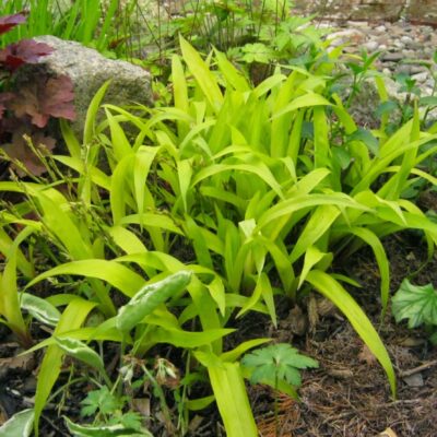 Carex siderosticha (Platlapu grīslis), konteiners P13
