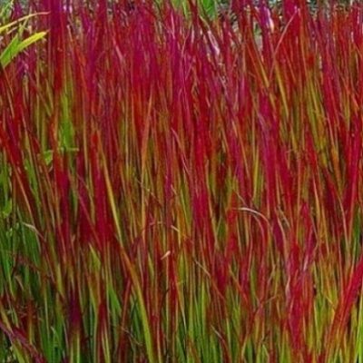 Imperata cylindrica 'Red Baron' (Cilindriskā imperata), konteiners P13