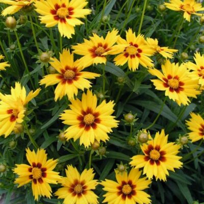 Coreopsis grandiflora 'Domino' (Lielziedu brūnactiņa), konteiners P11