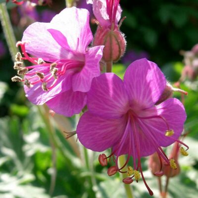 Geranium macrorrhizum (Lielsakņu gandrene), konteiners P11