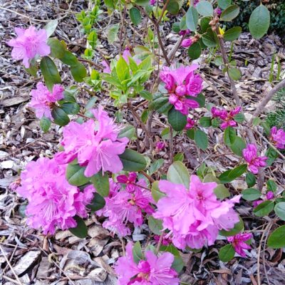 Rhododendron ledebouril (Ledebūra rododendrs), konteiners P13