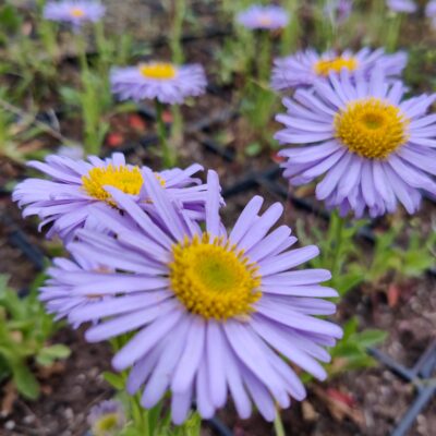 Aster alpinus 'Dark Beauty' (Alpu ziemastere), konteiners P11