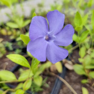 Vinca minor (Mazā kapmirte), konteiners P11