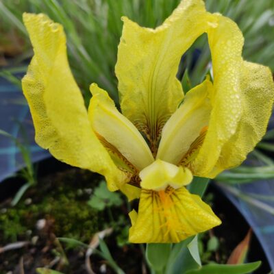 Zemais dārza īriss 'Excelsa'