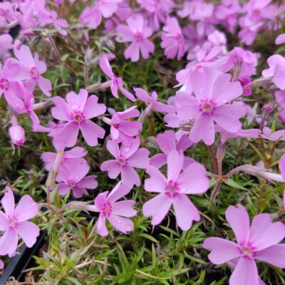 Phlox subulata 'Ronsdorfer Schone' (Aslapu floksis), konteiners P9